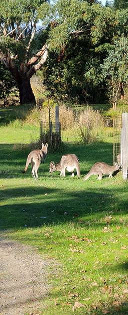 Evening walks often bring you close to eastern grey kangaroos at Grampians Paradise Camping and Caravan Parkland